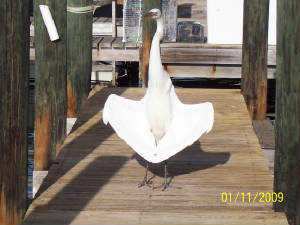whitebird.JPG